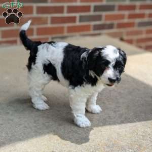 Jazzy, Portuguese Water Dog Puppy