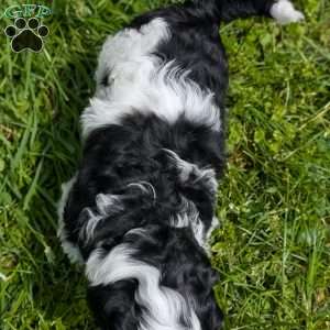 Jazzy, Portuguese Water Dog Puppy