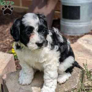 Jazzy, Portuguese Water Dog Puppy