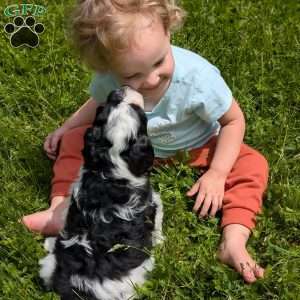 Jazzy, Portuguese Water Dog Puppy