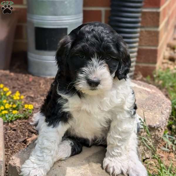 Maisie, Portuguese Water Dog Puppy