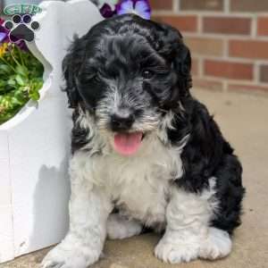 Champ, Portuguese Water Dog Puppy
