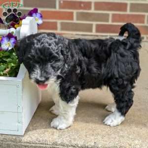 Champ, Portuguese Water Dog Puppy