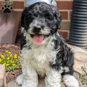 Champ, Portuguese Water Dog Puppy