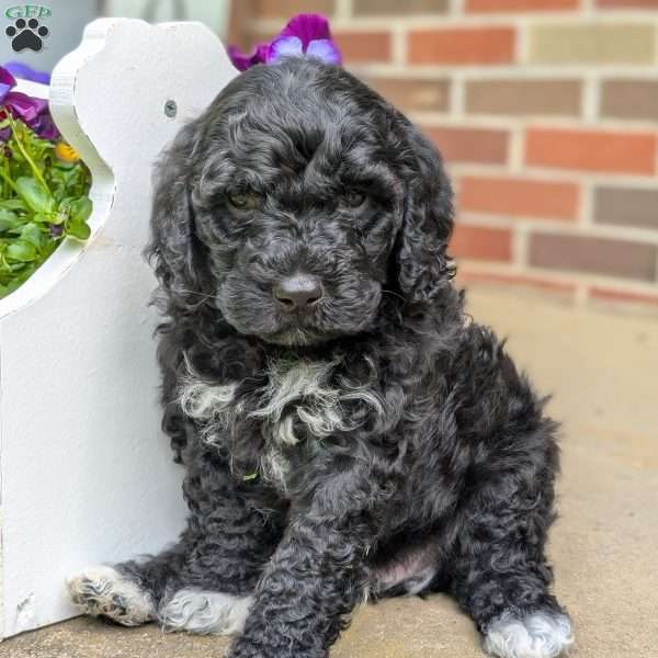 Denver, Portuguese Water Dog Puppy