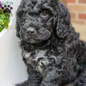 Denver, Portuguese Water Dog Puppy