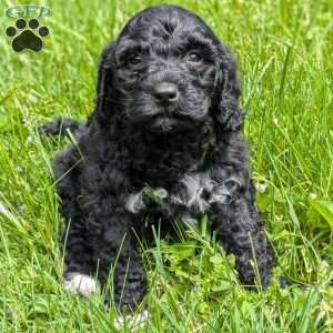 Denver, Portuguese Water Dog Puppy