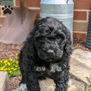 Denver, Portuguese Water Dog Puppy