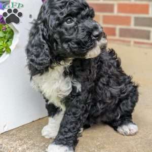 Pixie, Portuguese Water Dog Puppy