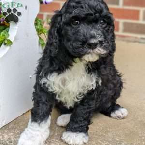 Pixie, Portuguese Water Dog Puppy
