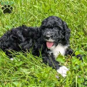 Pixie, Portuguese Water Dog Puppy