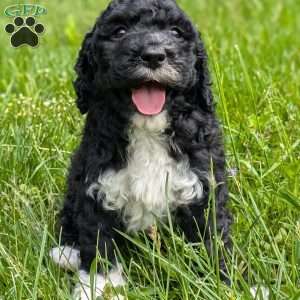 Pixie, Portuguese Water Dog Puppy