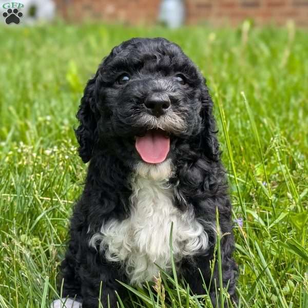 Pixie, Portuguese Water Dog Puppy
