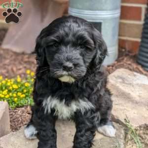 Rucker, Portuguese Water Dog Puppy