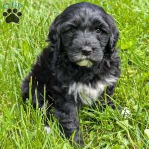 Rucker, Portuguese Water Dog Puppy
