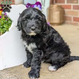 Rucker, Portuguese Water Dog Puppy