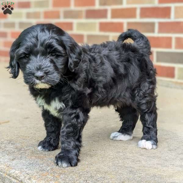 Rucker, Portuguese Water Dog Puppy