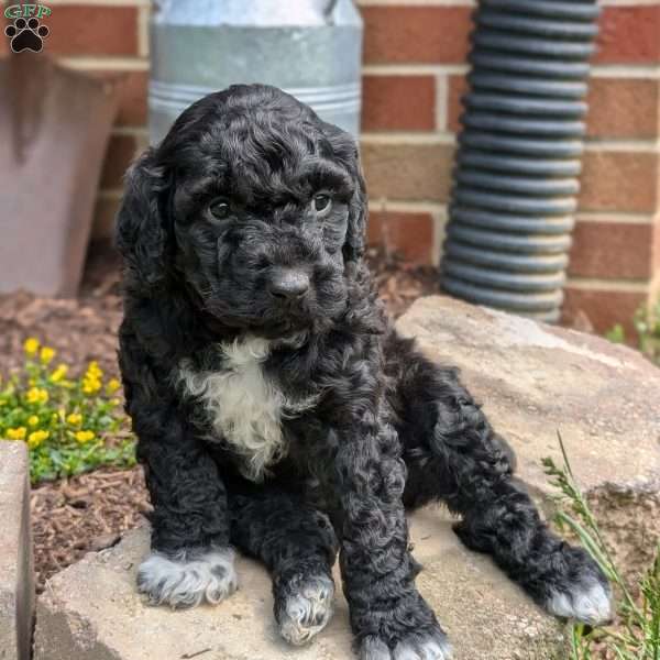 Millie, Portuguese Water Dog Puppy