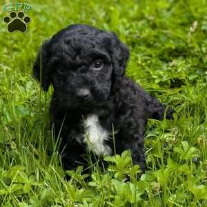 Millie, Portuguese Water Dog Puppy