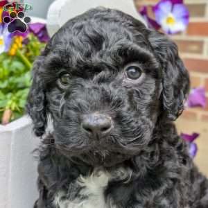 Millie, Portuguese Water Dog Puppy
