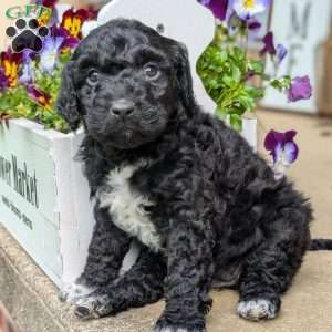 Millie, Portuguese Water Dog Puppy