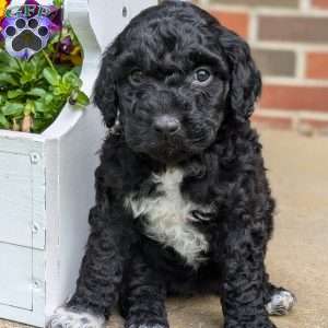 Millie, Portuguese Water Dog Puppy