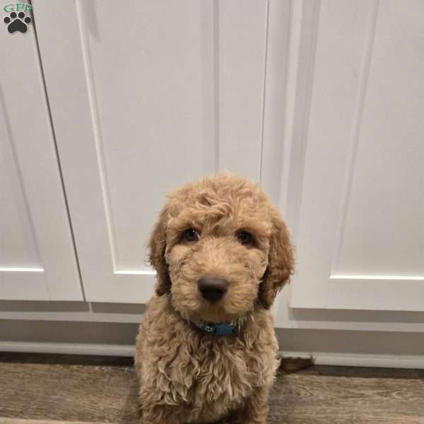Teal, Goldendoodle Puppy