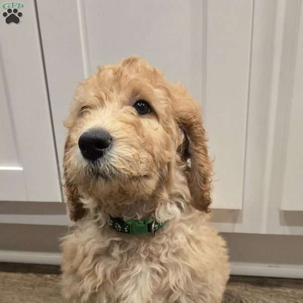 Dark Green, Goldendoodle Puppy