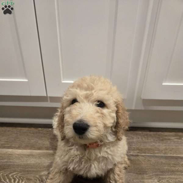 Peach, Goldendoodle Puppy