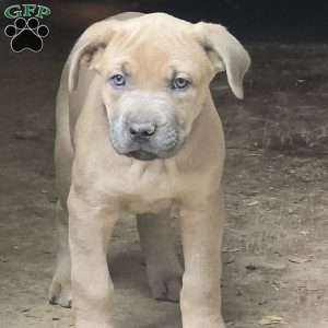 Bowser, Cane Corso Puppy