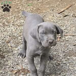 Titus, Cane Corso Puppy
