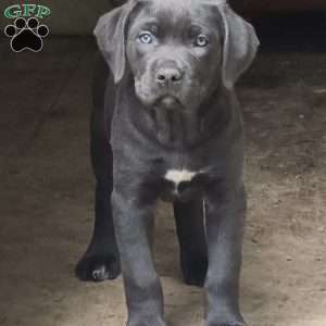 Venus, Cane Corso Puppy