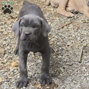 Cesar, Cane Corso Puppy