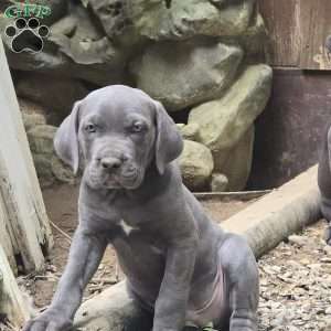 Titus, Cane Corso Puppy