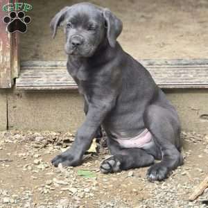 Cesar, Cane Corso Puppy