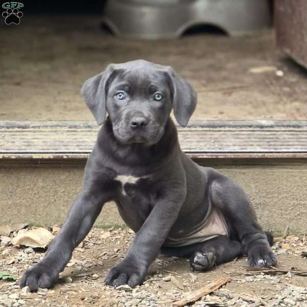Venus, Cane Corso Puppy