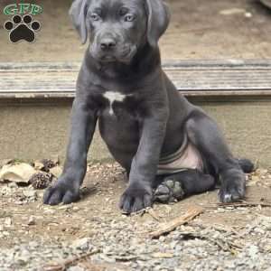 Venus, Cane Corso Puppy