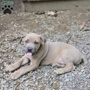 Bowser, Cane Corso Puppy