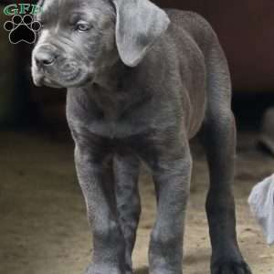 Cesar, Cane Corso Puppy
