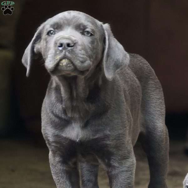 Cesar, Cane Corso Puppy