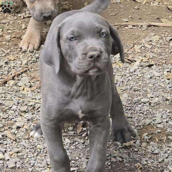 Titus, Cane Corso Puppy