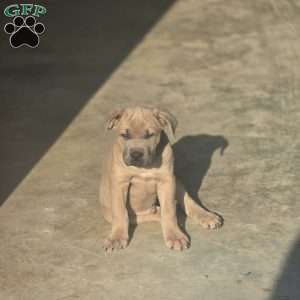 Bowser, Cane Corso Puppy