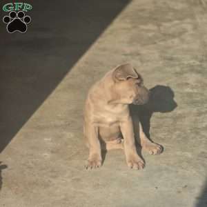 Bowser, Cane Corso Puppy