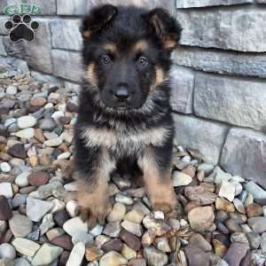 Nolan, German Shepherd Puppy