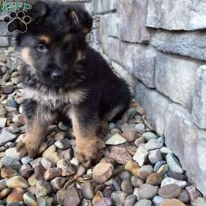 Nolan, German Shepherd Puppy