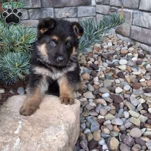 Nolan, German Shepherd Puppy