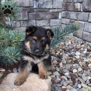 Nolan, German Shepherd Puppy