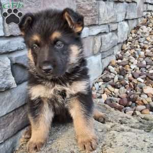 Nolan, German Shepherd Puppy