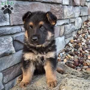 Nolan, German Shepherd Puppy