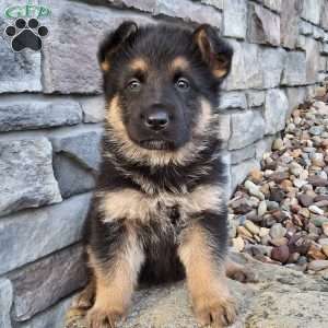 Nolan, German Shepherd Puppy